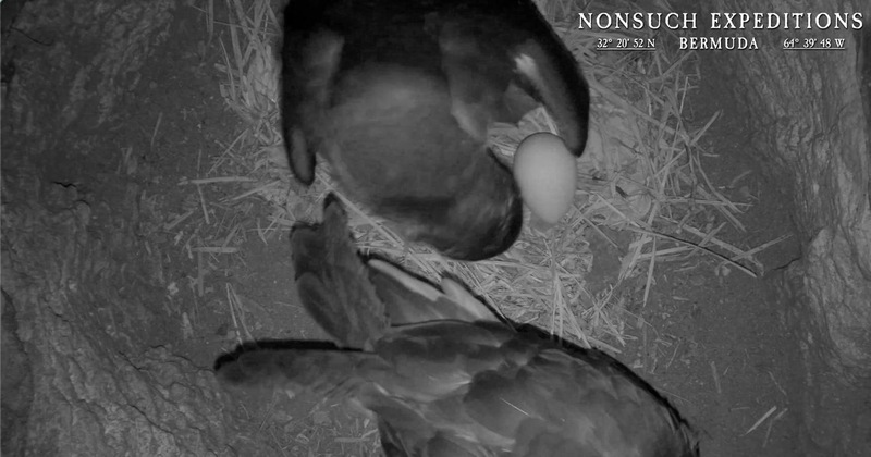 Jean-Pierre Rouja Cahow Nesting Season Bermuda April 2025 (3)