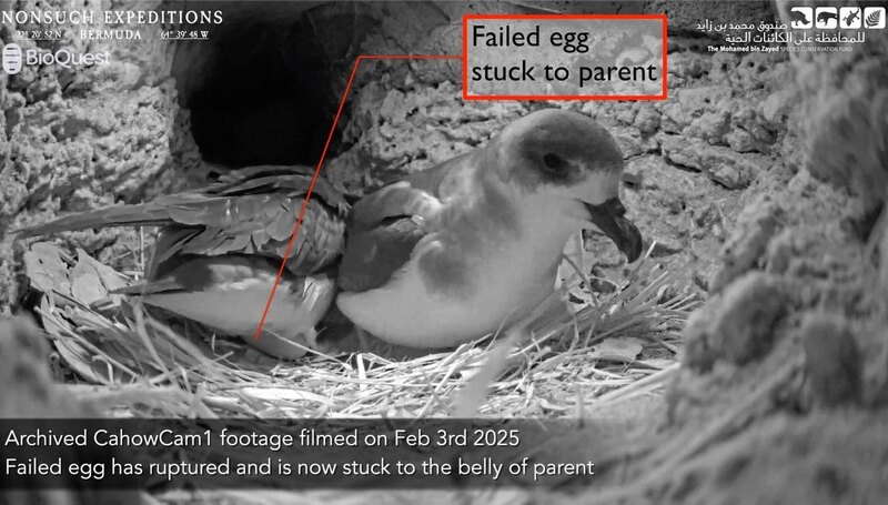 Jean-Pierre Rouja Cahow Nesting Season Bermuda April 2025 (4)