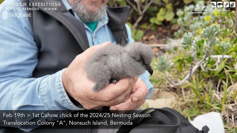 Jean-Pierre Rouja Cahow Nesting Season Bermuda April 2025 (5)