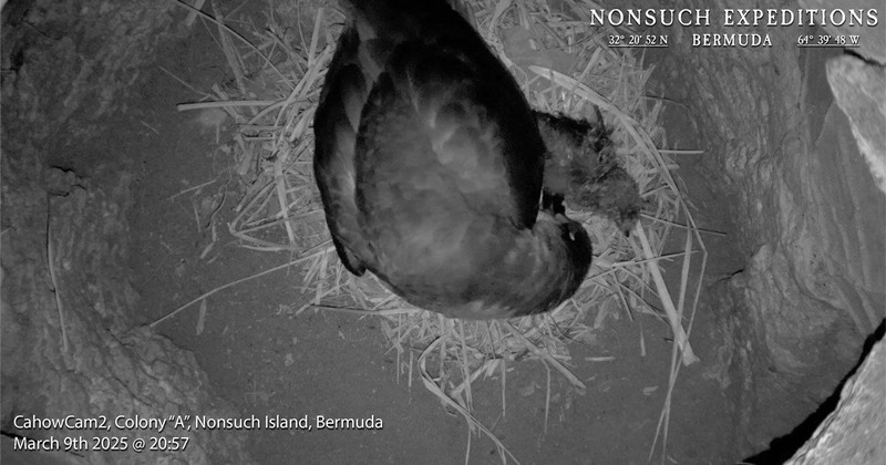 Jean-Pierre Rouja Cahow Nesting Season Bermuda April 2025 (6)