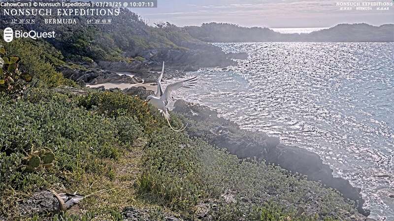 Jean-Pierre Rouja Cahow Nesting Season Bermuda April 2025 (7)