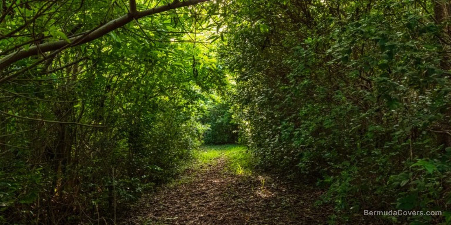 Peaceful Pathway Bermuda Bermuda April 2025 Landscape 8765