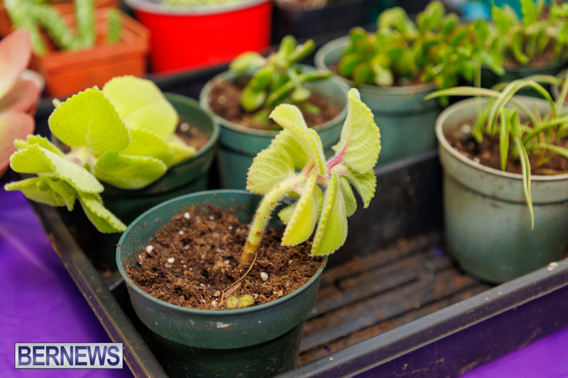 Stitch-A-Thon Bermuda May 24 2025 DF-16