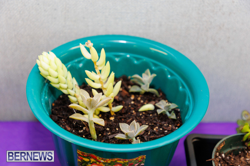 Stitch-A-Thon Bermuda May 24 2025 DF-17