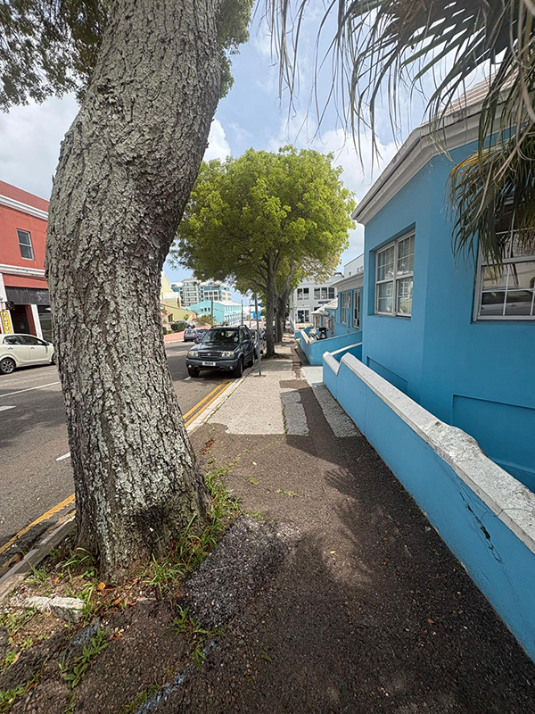Tree Removal Bermuda May 26 2025