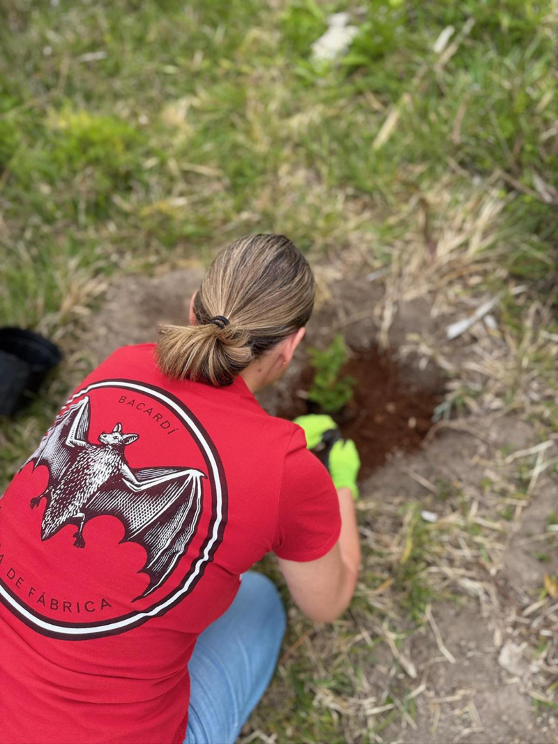 Bacardi Bermuda August 2025 (1)