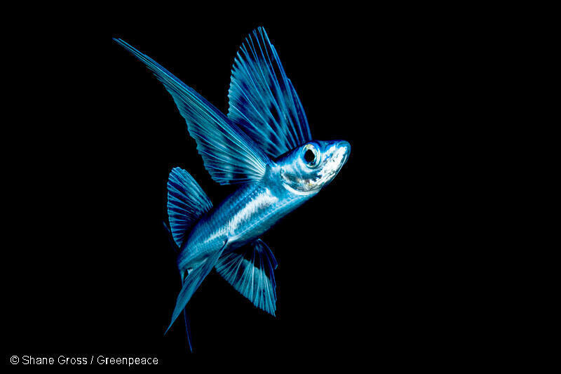Flying Fish in the Sargasso Sea