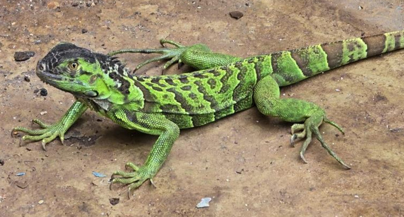Iguana Bermuda October 2025