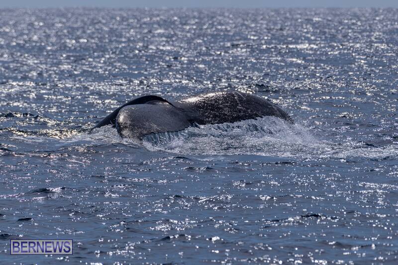 1 One of the island's marine visitors makes a splash