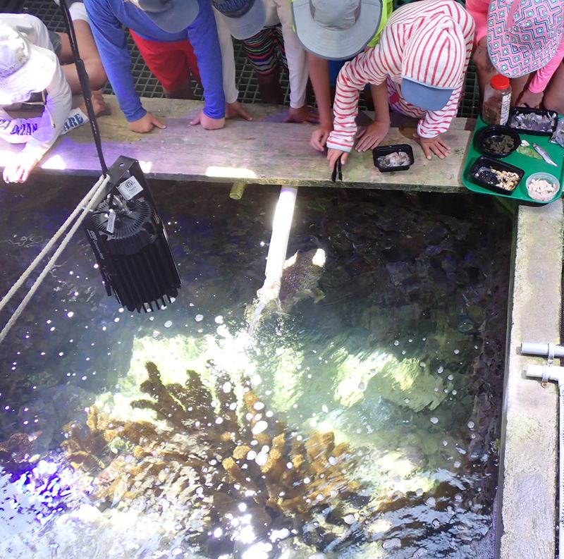 BZS Christmas Mix & Match Sessions Bermuda Nov 2025 (2)