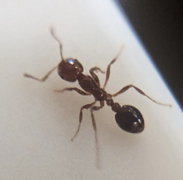 Fire Ants Bermuda Nov 14 2025 1