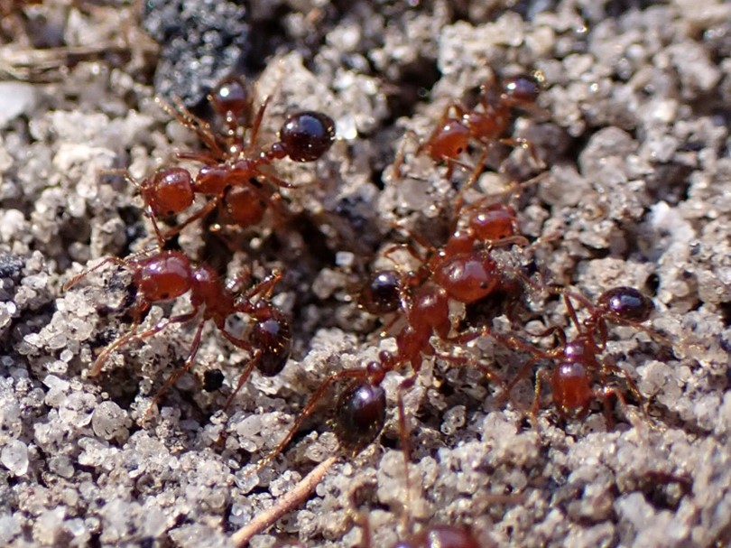 DENR To Host Fire Ant Info Session On Dec 11