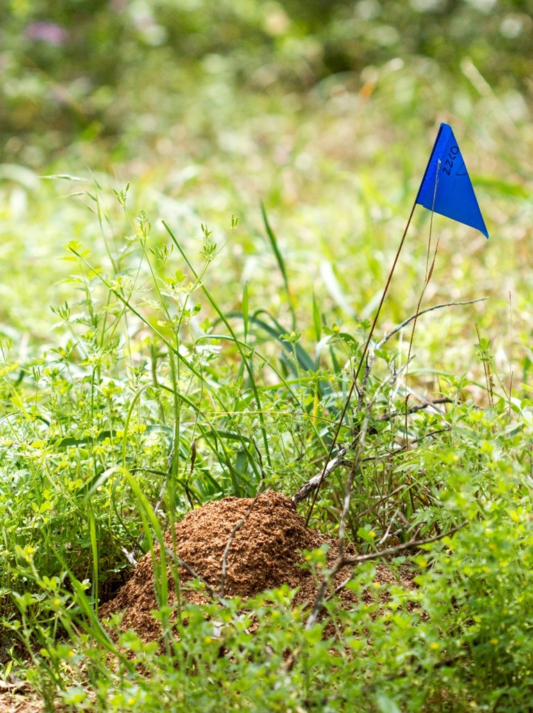 Fire Ants Bermuda Nov 14 2025 3