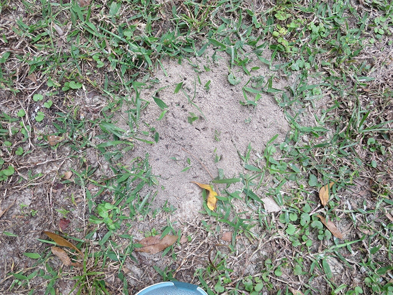 Fire Ants Bermuda Nov 14 2025 5