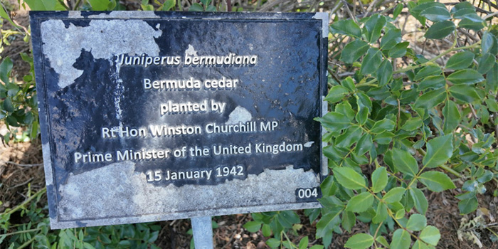 BioQuest Drafts Bermuda Cedar Genome