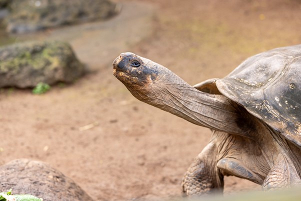 BAMZ Bermuda Jan 27 2026 6