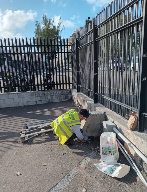 Noel Tawato discovered red imported fire ants on the Hamilton cargo dock. Credit Dr Mark Outerbridge.