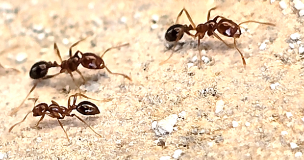 Red Imported Fire Ants in Bermuda Credit Justin Tavares