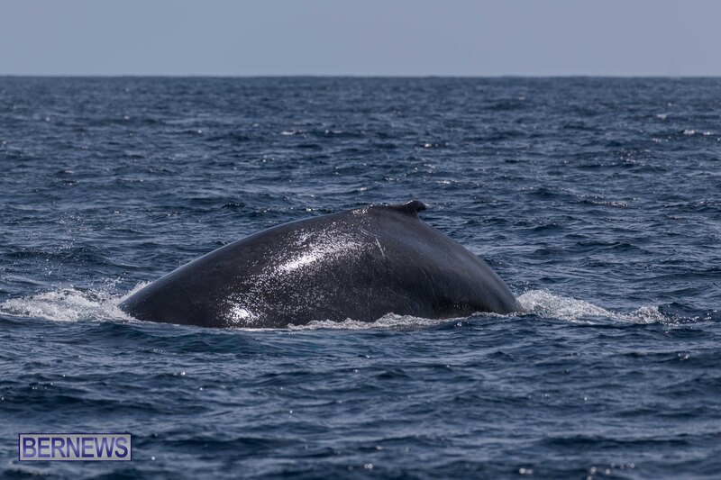 3 A whale makes its way through Bermuda's waters