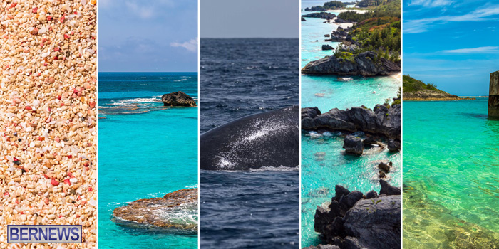 February 2026 Top 10 Bernews Photo Of Day WM