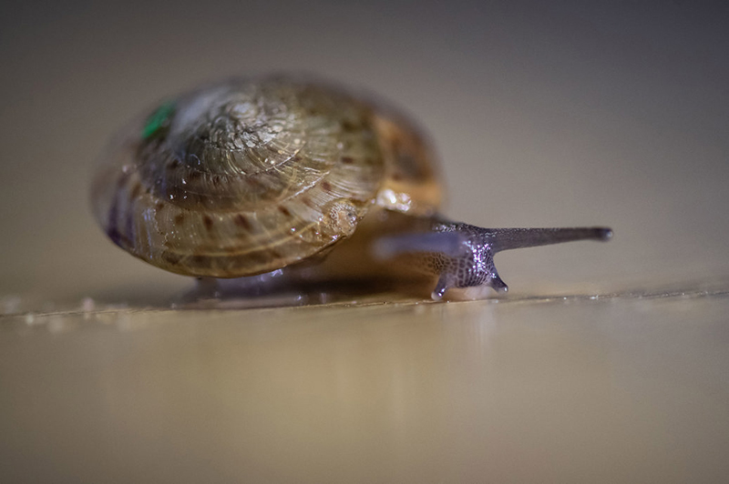 greater Bermuda snail Feb 7 2026