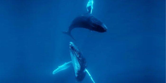 Humpback Whale Film Premieres On March 11