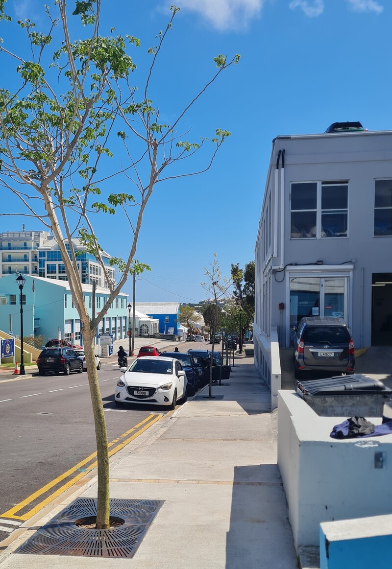 Tree Removal and Planting Works Hamiltonimage008 (1) Bermuda March272026