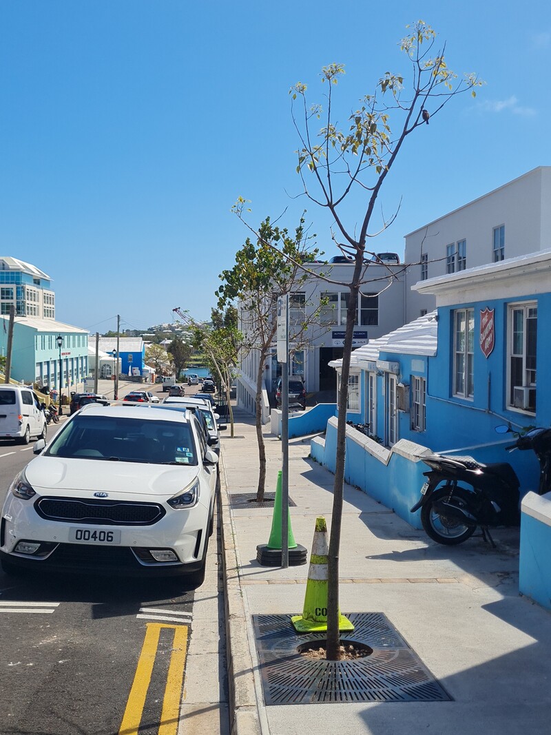 Tree Removal and Planting Works Hamiltonimage009 Bermuda March272026