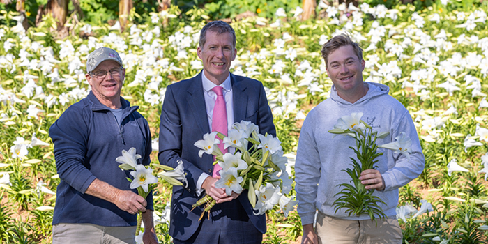 Bermuda Easter Lilies For Royal Family