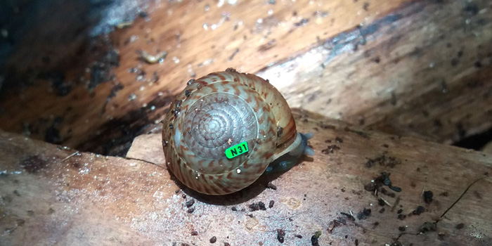 Bermuda Snail Recovery Gains Global Attention