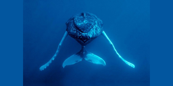 Whale Documentary Gets Extra Screening