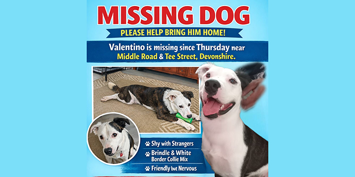 Community Asked To Help Find ‘Valentino’