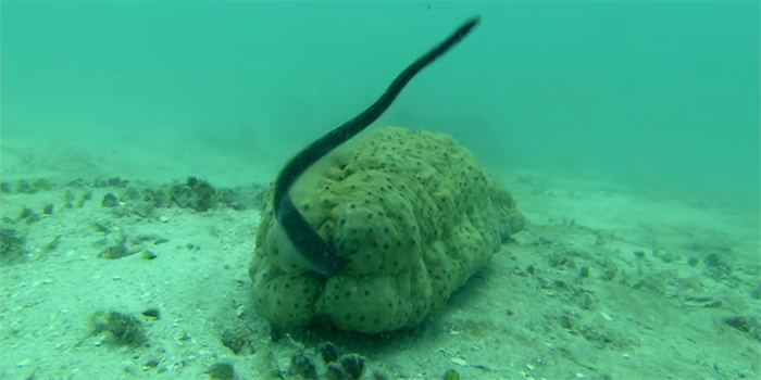 Bermuda Named Fish Dwells In Sea Cucumbers