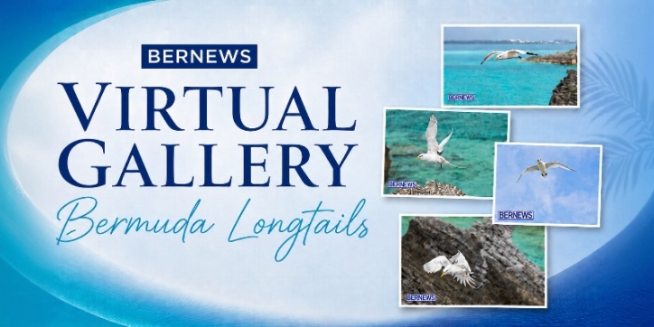 Video: Bermuda Longtails Virtual Art Gallery