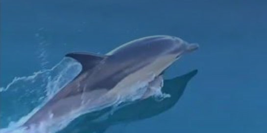 Video: Dolphins Join Two Bermuda Race Sailboats