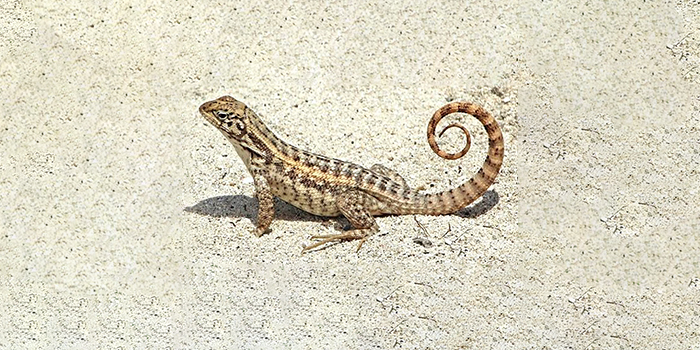 DENR Capture Curly Tailed Lizard Stowaway