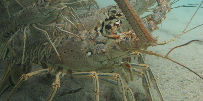 New Research On Bermuda???s Spiny Lobsters